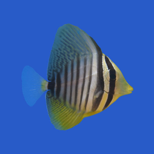 Desjardini Sailfin Tang WYSIWYG