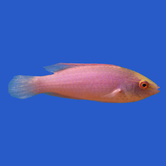 Pink Margin Wrasse WYSIWYG