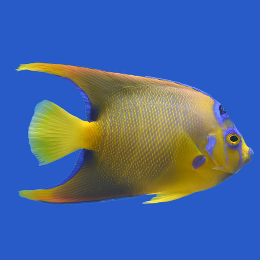 Queen Angelfish WYSIWYG