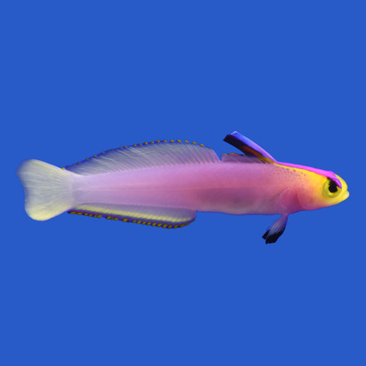 Helfrichi Firefish WYSIWYG
