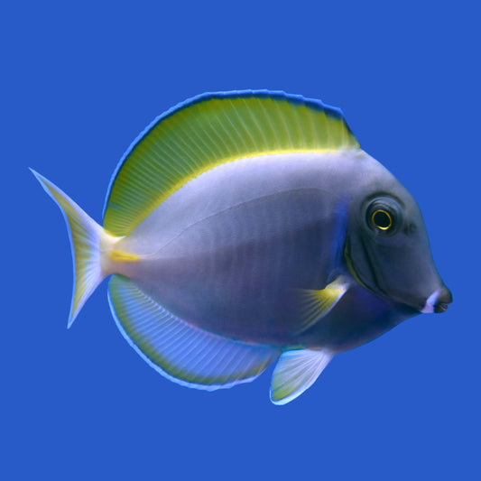 Powder Blue Tang Hybrid WYSIWYG