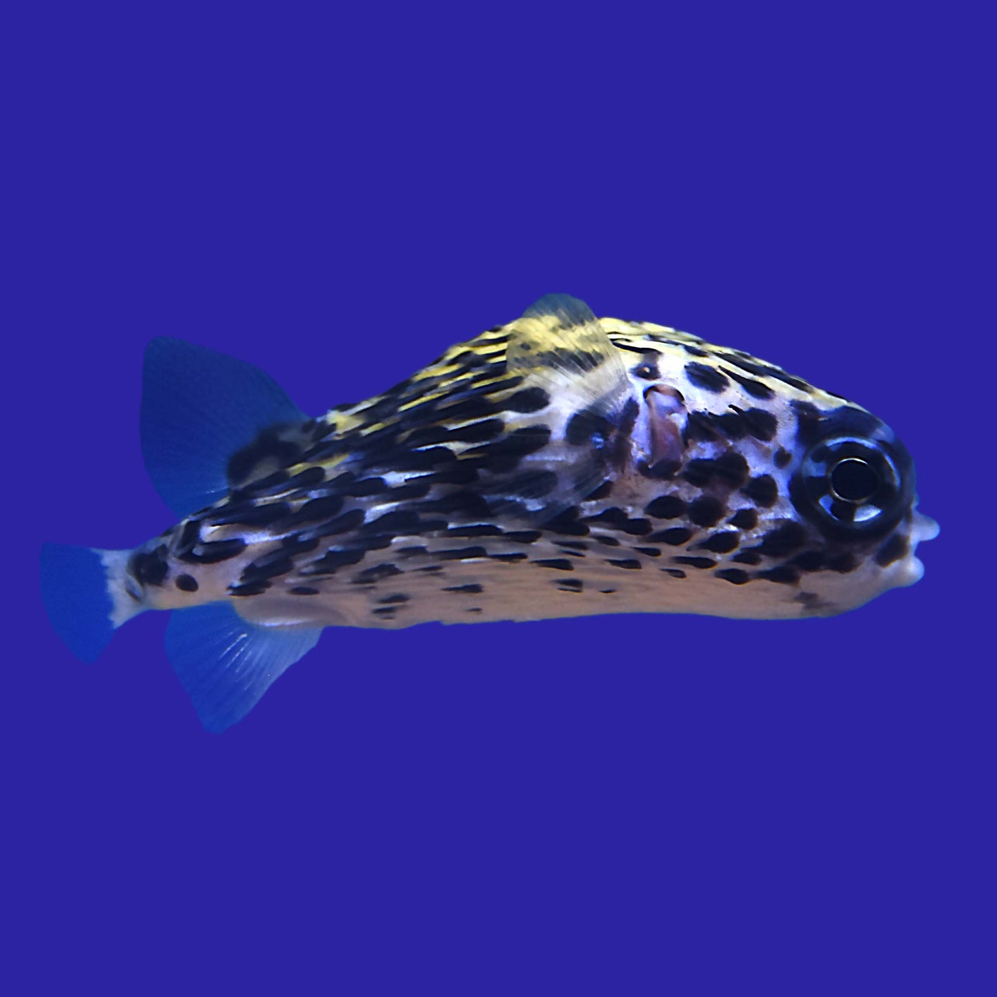 Blue Porcupine Pufferfish