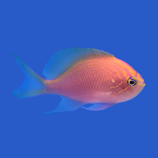 Sunburst Anthias