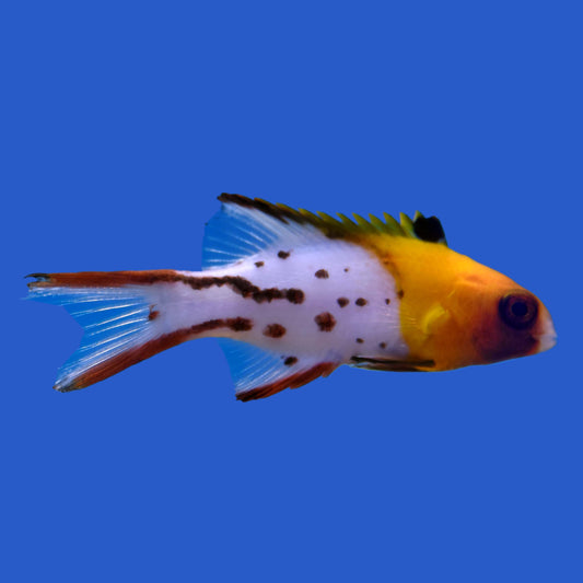 Lyretail Hogfish WYSIWYG