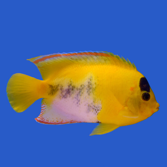 Aberrant Bicolor Angelfish WYSIWYG