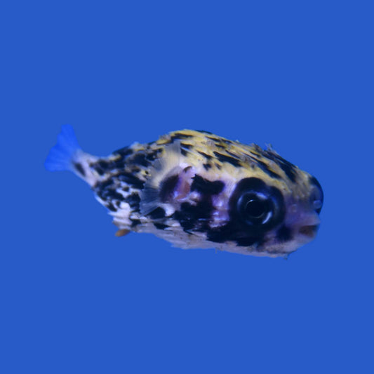 Blue Porcupine Pufferfish WYSIWYG
