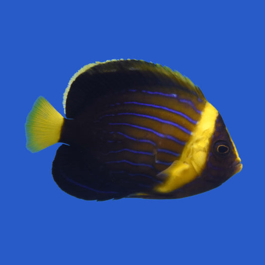 Blue Line Angelfish WYSIWYG