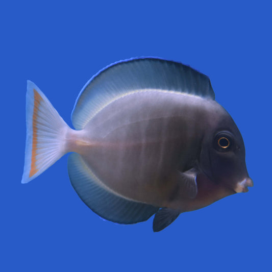Goldrim Hybrid Tang WYSIWYG