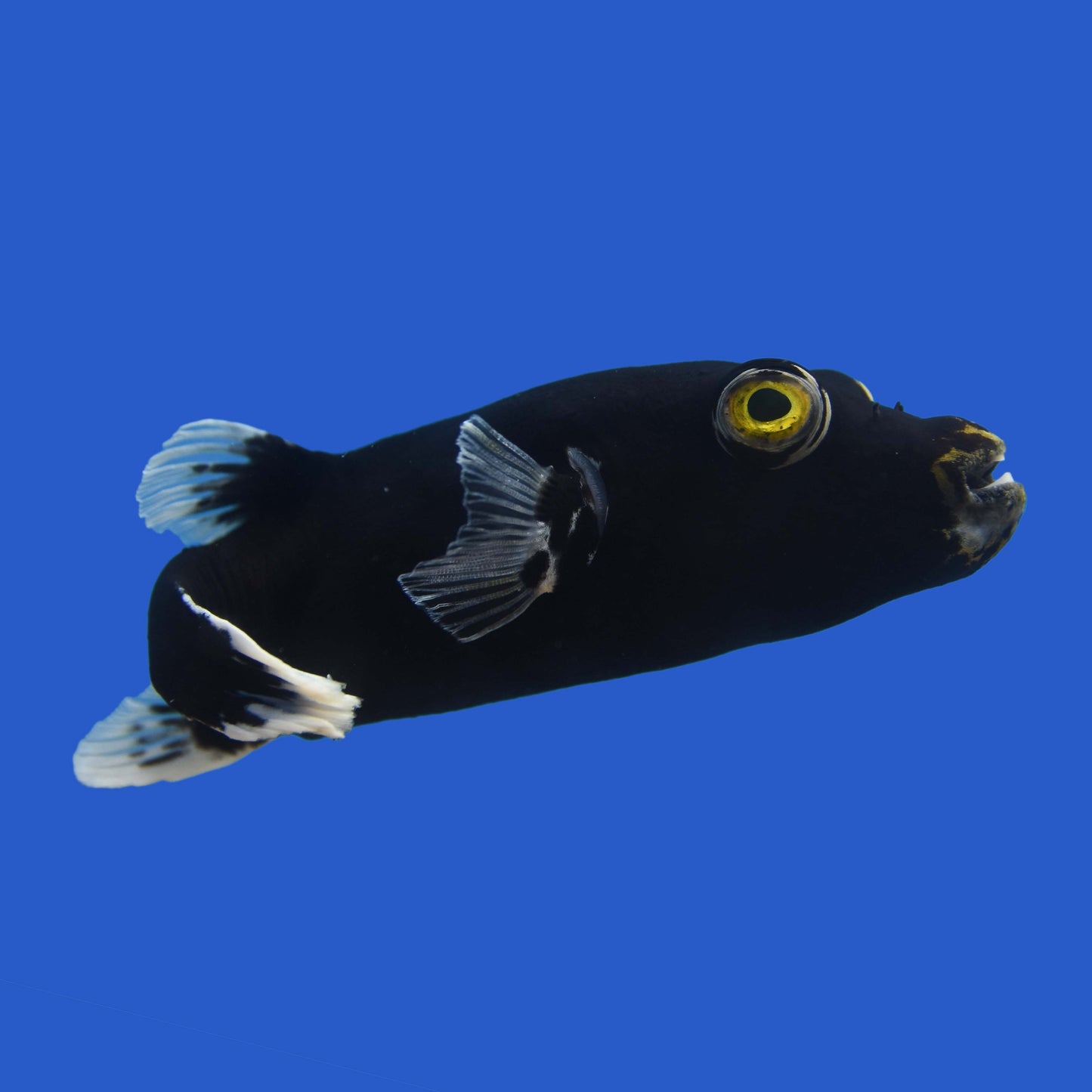 Midnight Dogface Pufferfish WYSIWYG