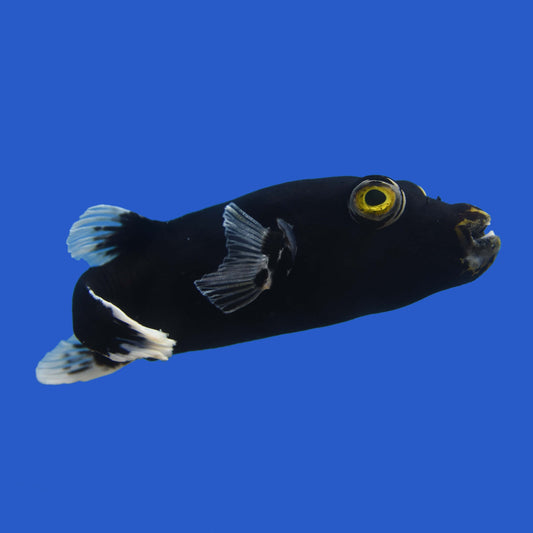 Midnight Dogface Pufferfish WYSIWYG