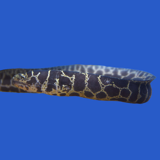 Chainlink Eel