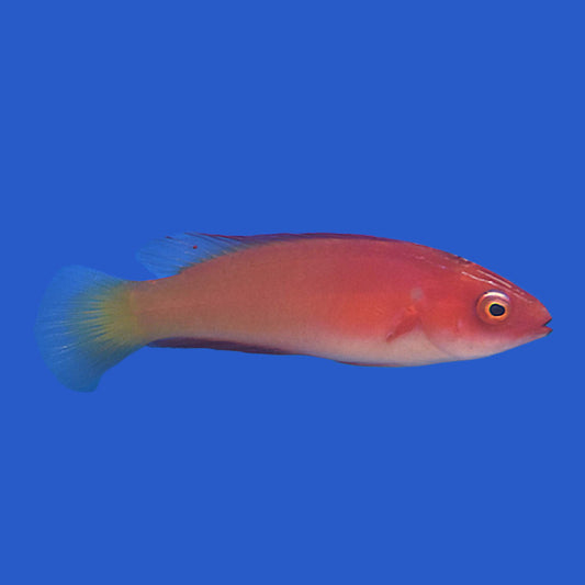 Magma Wrasse (Pair) WYSIWYG