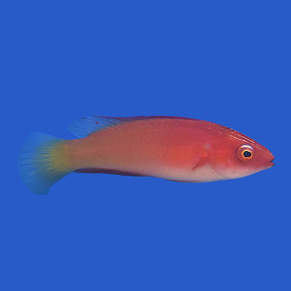 Magma Wrasse