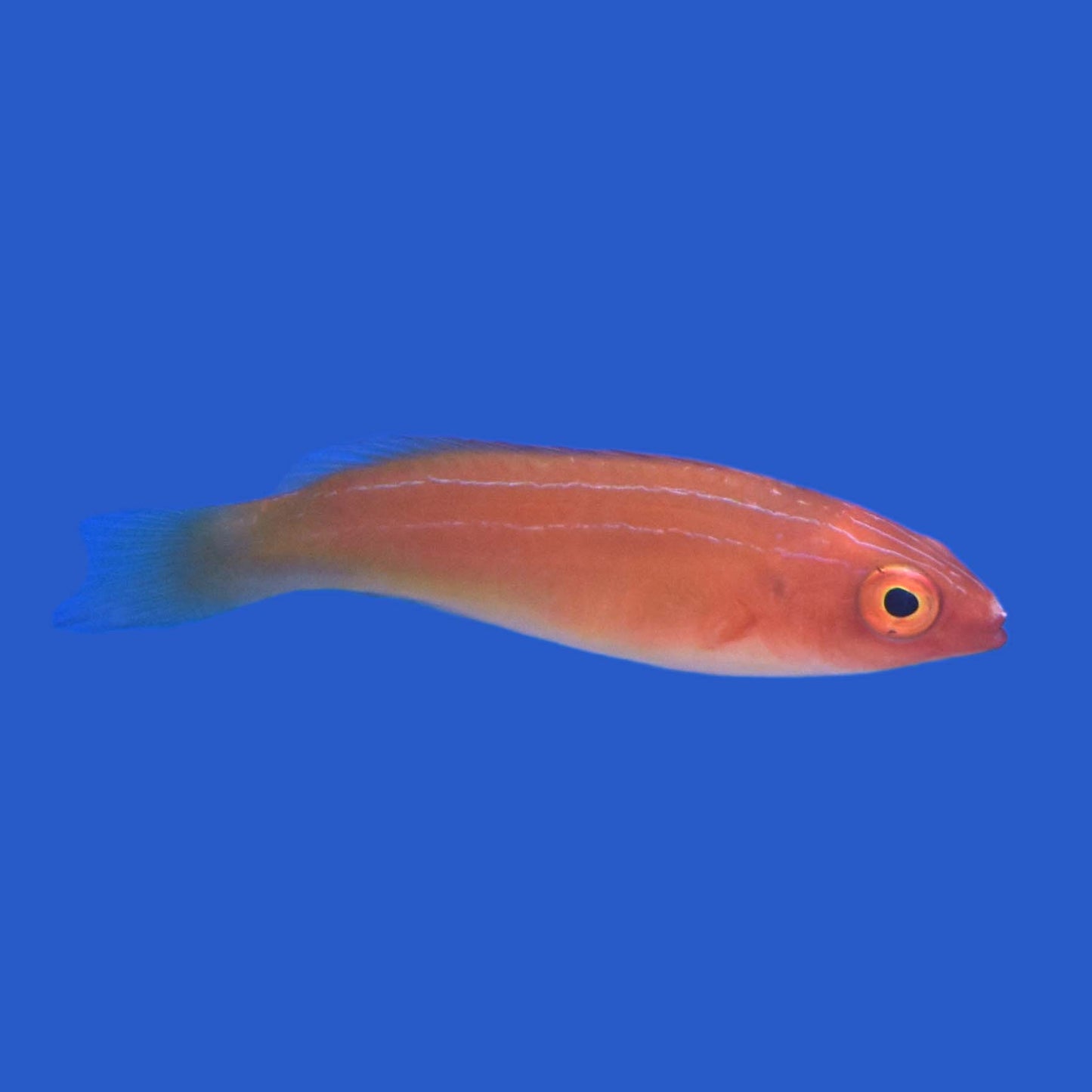 Magma Wrasse