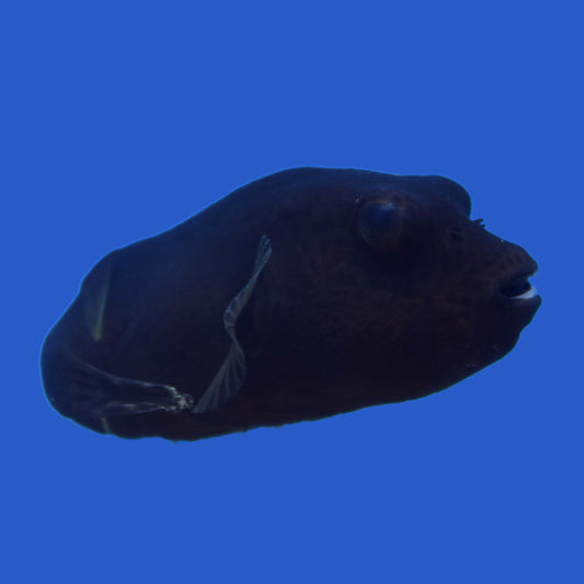 Stellatus Pufferfish WYSIWYG