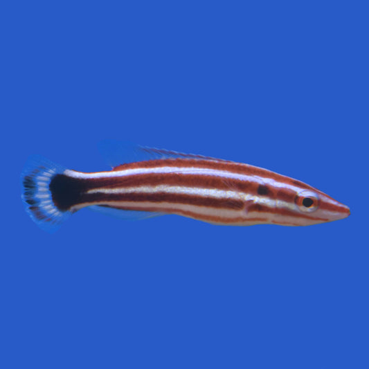 Red Stripe Hogfish WYSIWYG