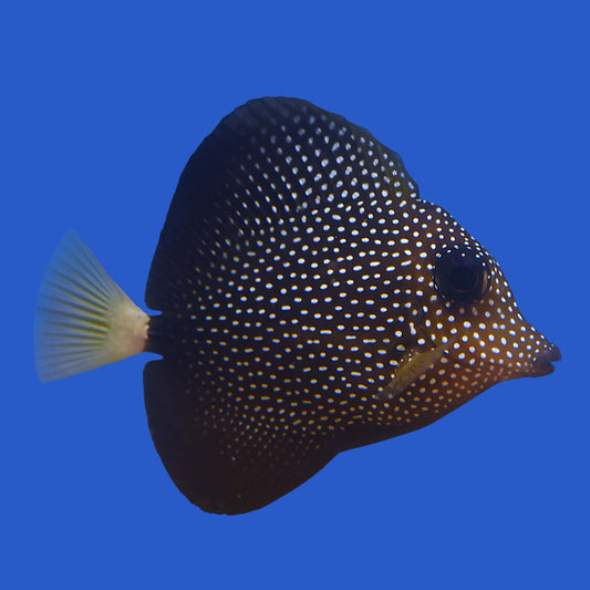 Gem Tang WYSIWYG