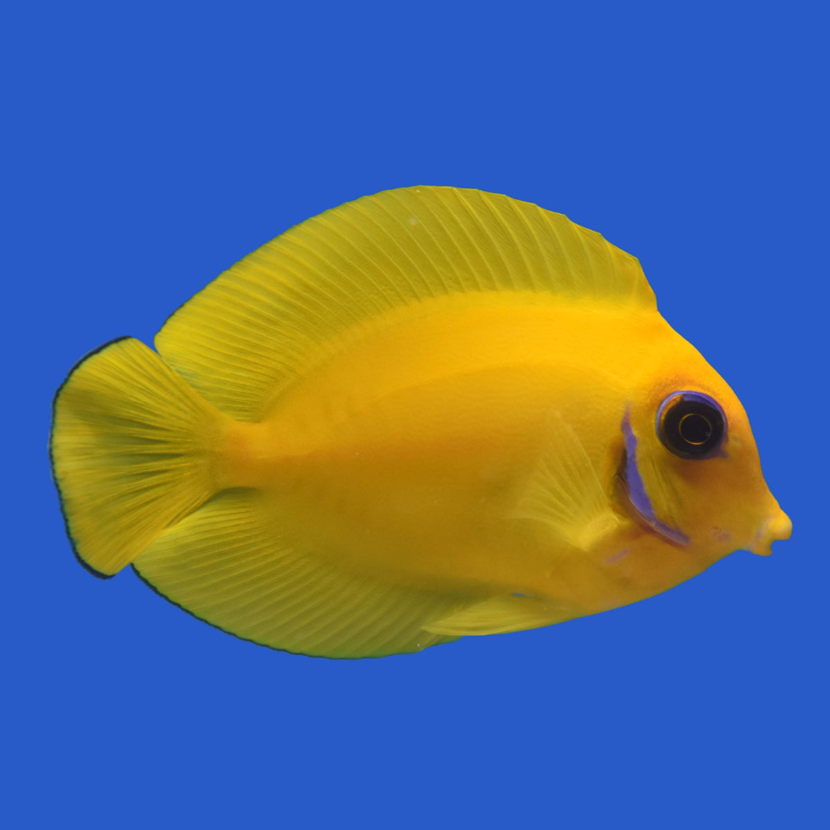 Yellow Mimic Tang juv