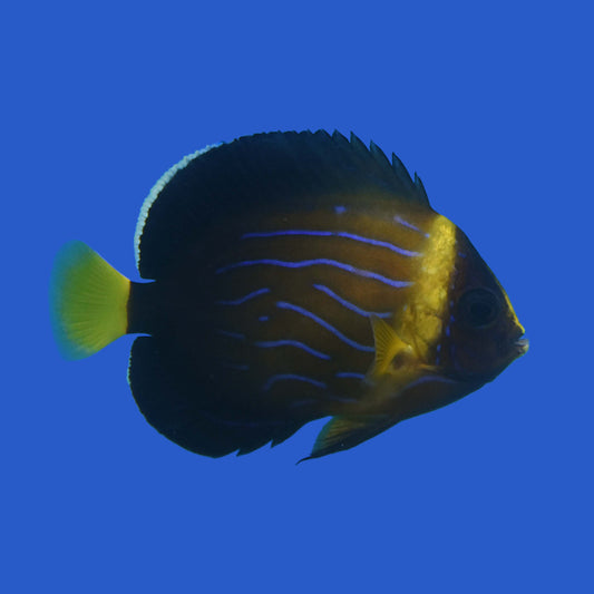 Blue Line Angelfish WYSIWYG