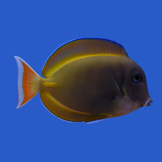 Achilles Hybrid Tang WYSIWYG