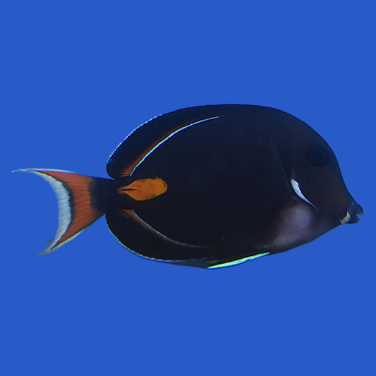 Achilles Tang WYSIWYG
