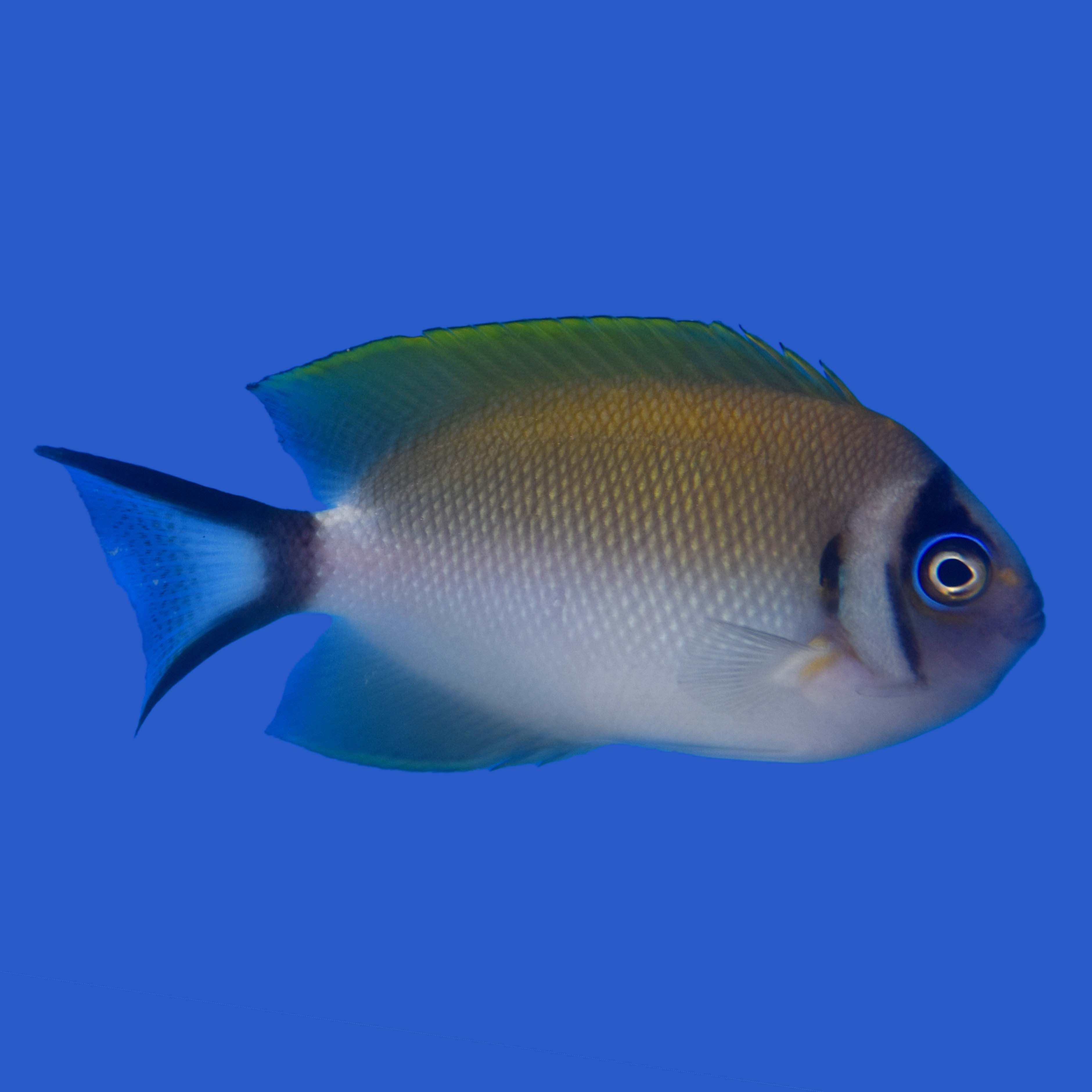 Japanese Masked Angelfish WYSIWYG – Aquatic Collection Aquarium