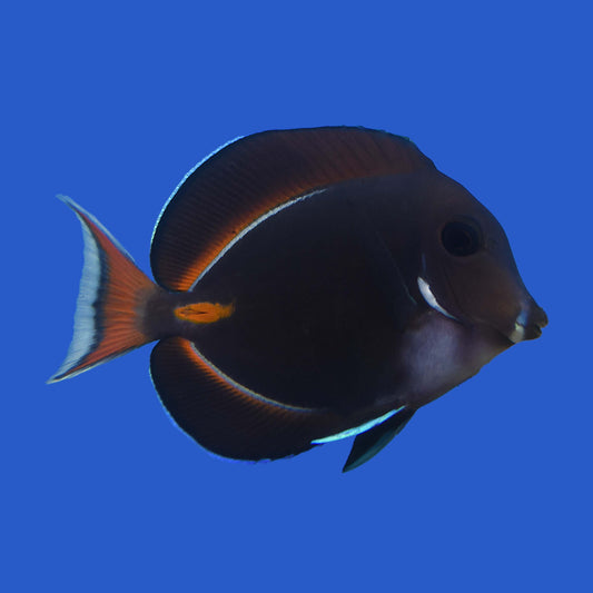 Achilles Tang WYSIWYG