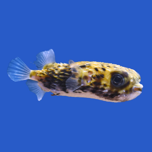 Blue Porcupine Pufferfish WYSIWYG
