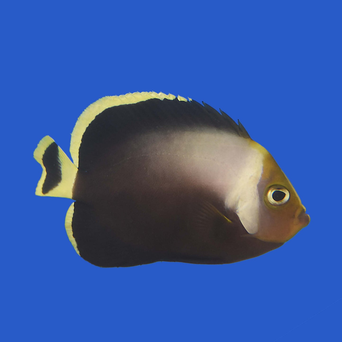 Poma Angelfish