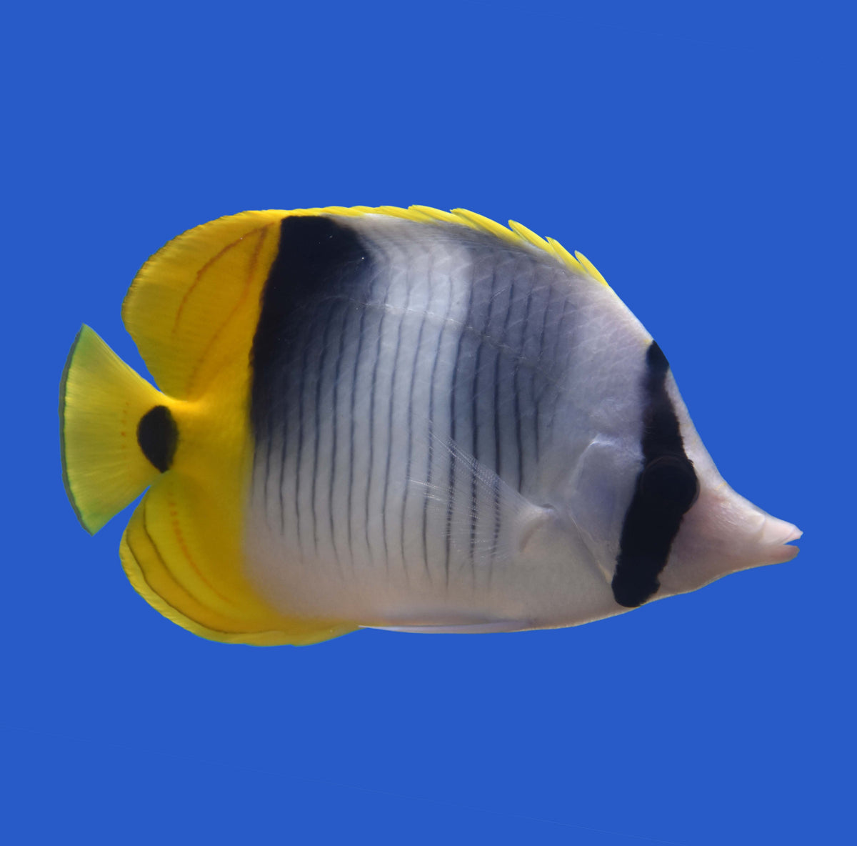 Double Saddle Butterflyfish