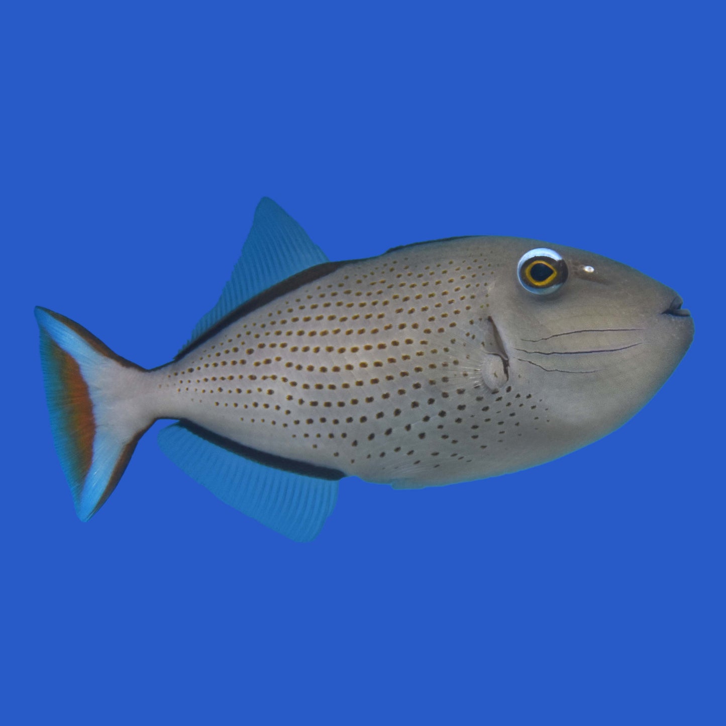 Sargassum Triggerfish WYSIWYG