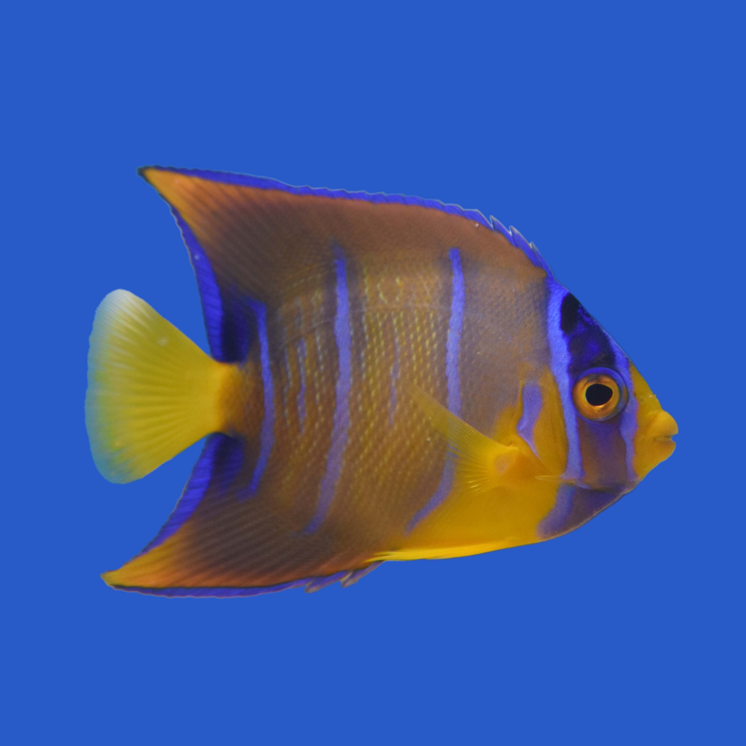 Queen Angelfish WYSIWYG – Aquatic Collection Aquarium
