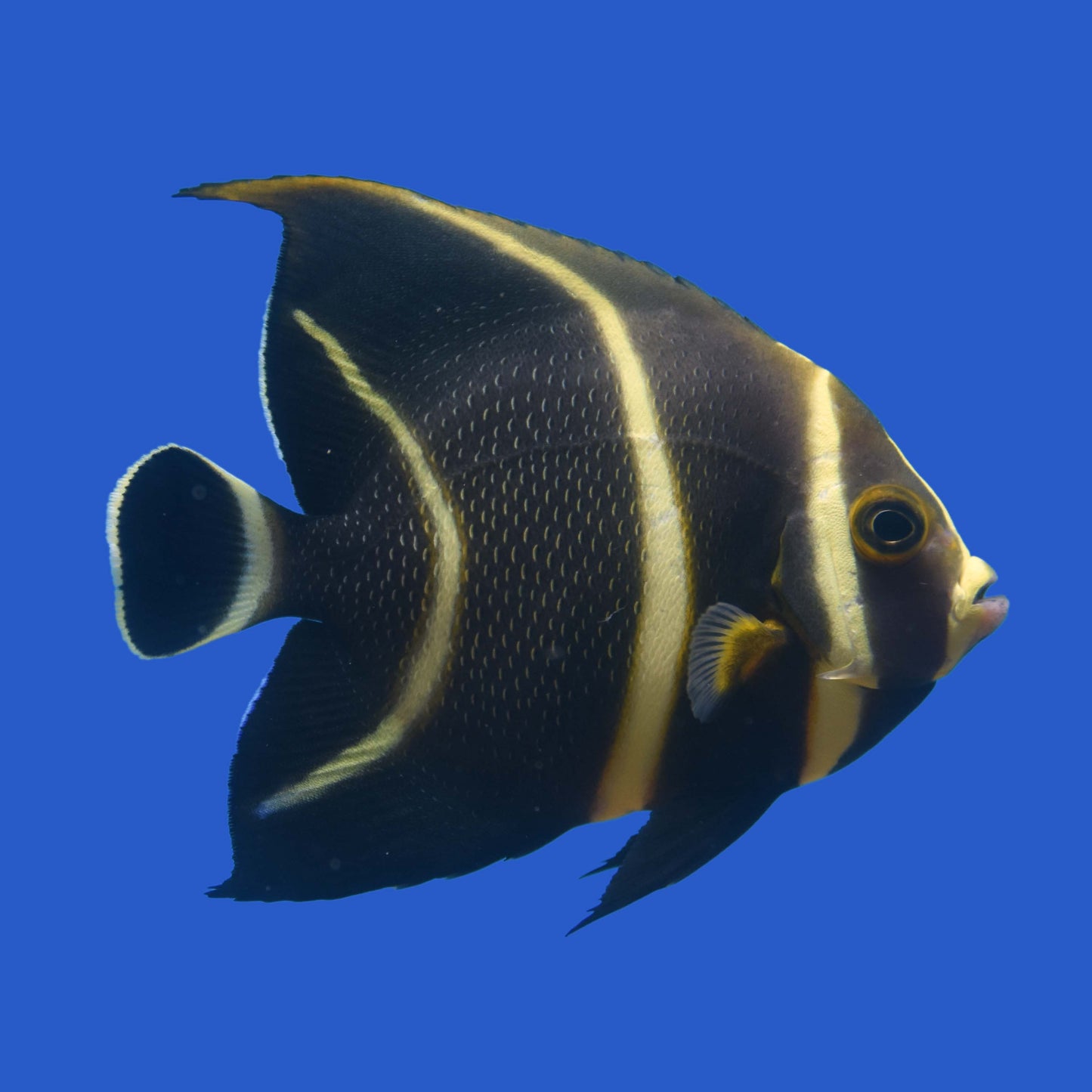 French Angelfish WYSIWYG