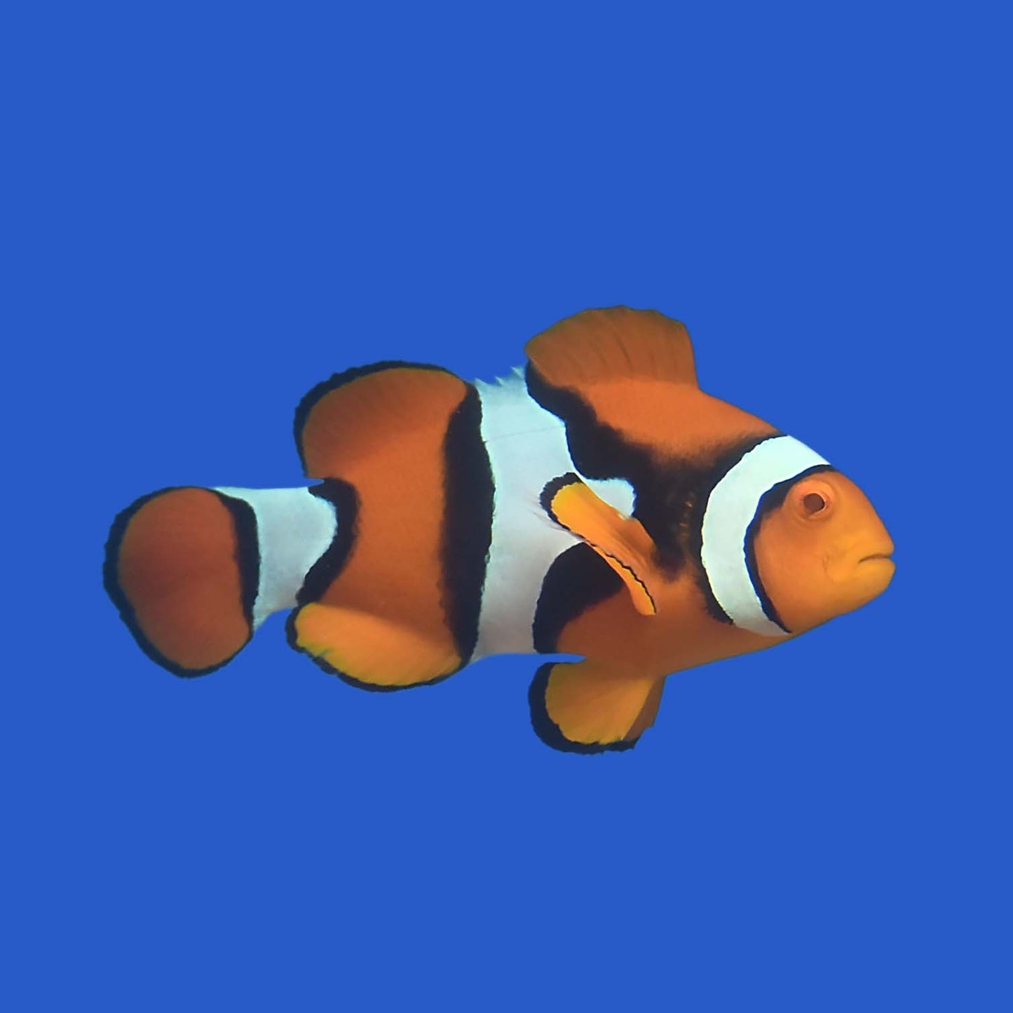 True Percula Clownfish Pair (Wild) WYSIWYG