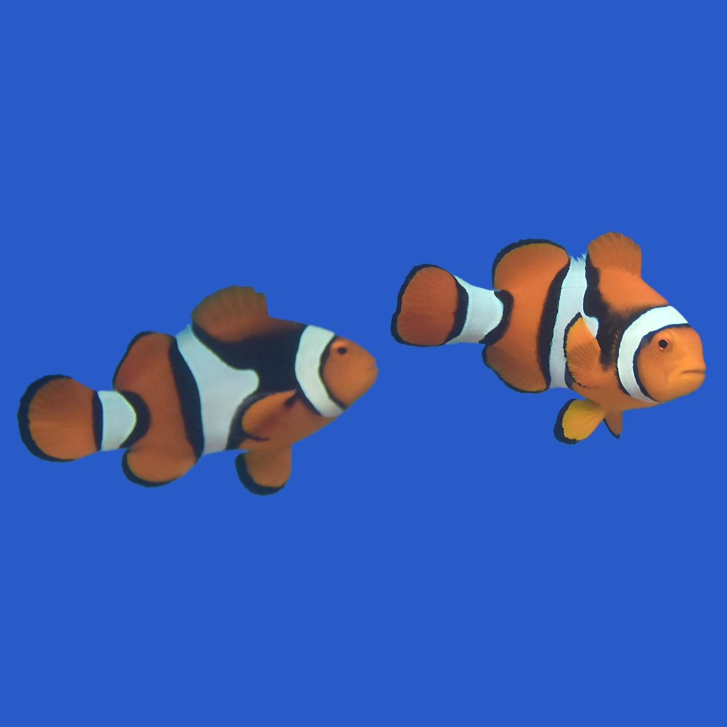 True Percula Clownfish Pair (Wild) WYSIWYG