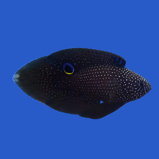 Marine Betta WYSIWYG