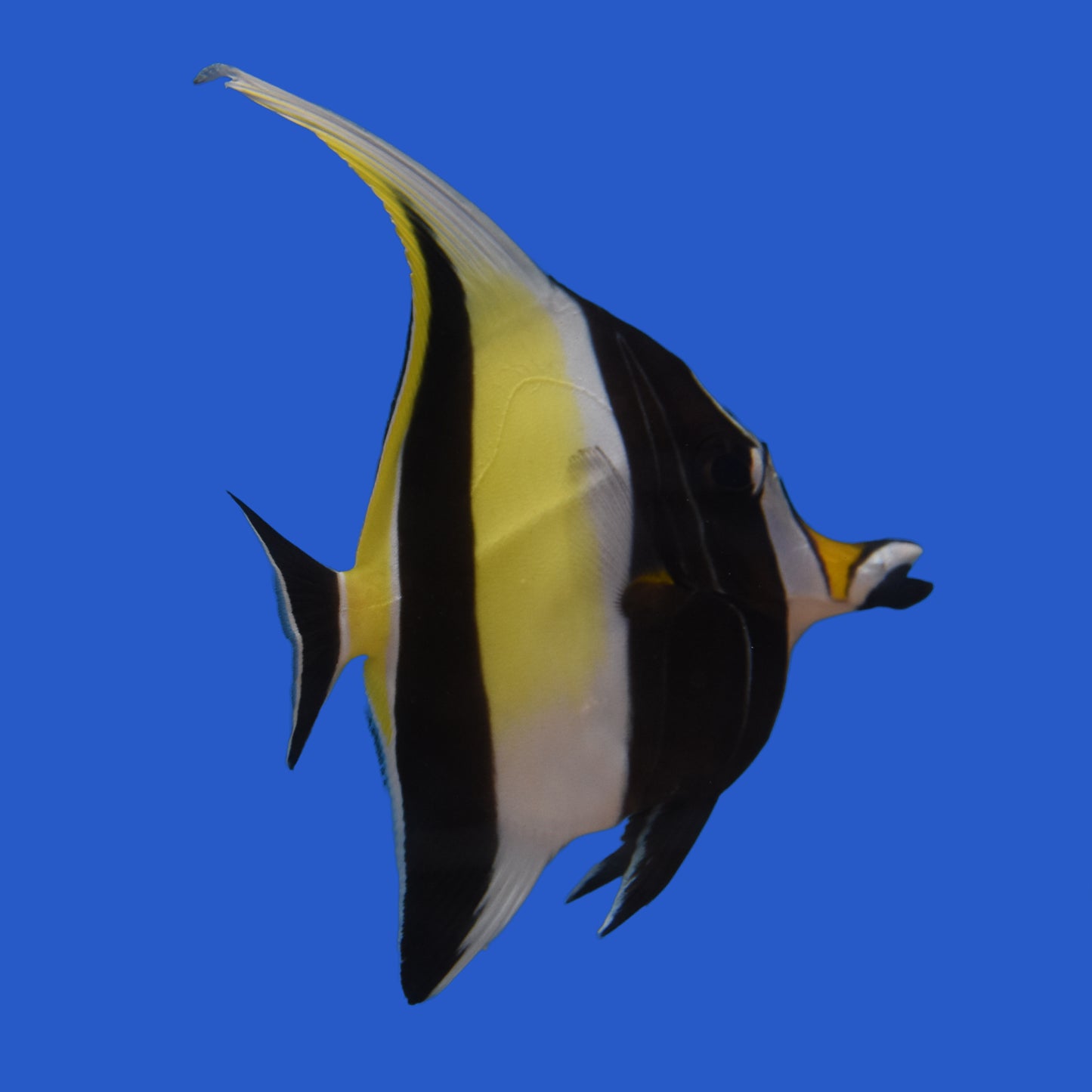 Moorish Idol