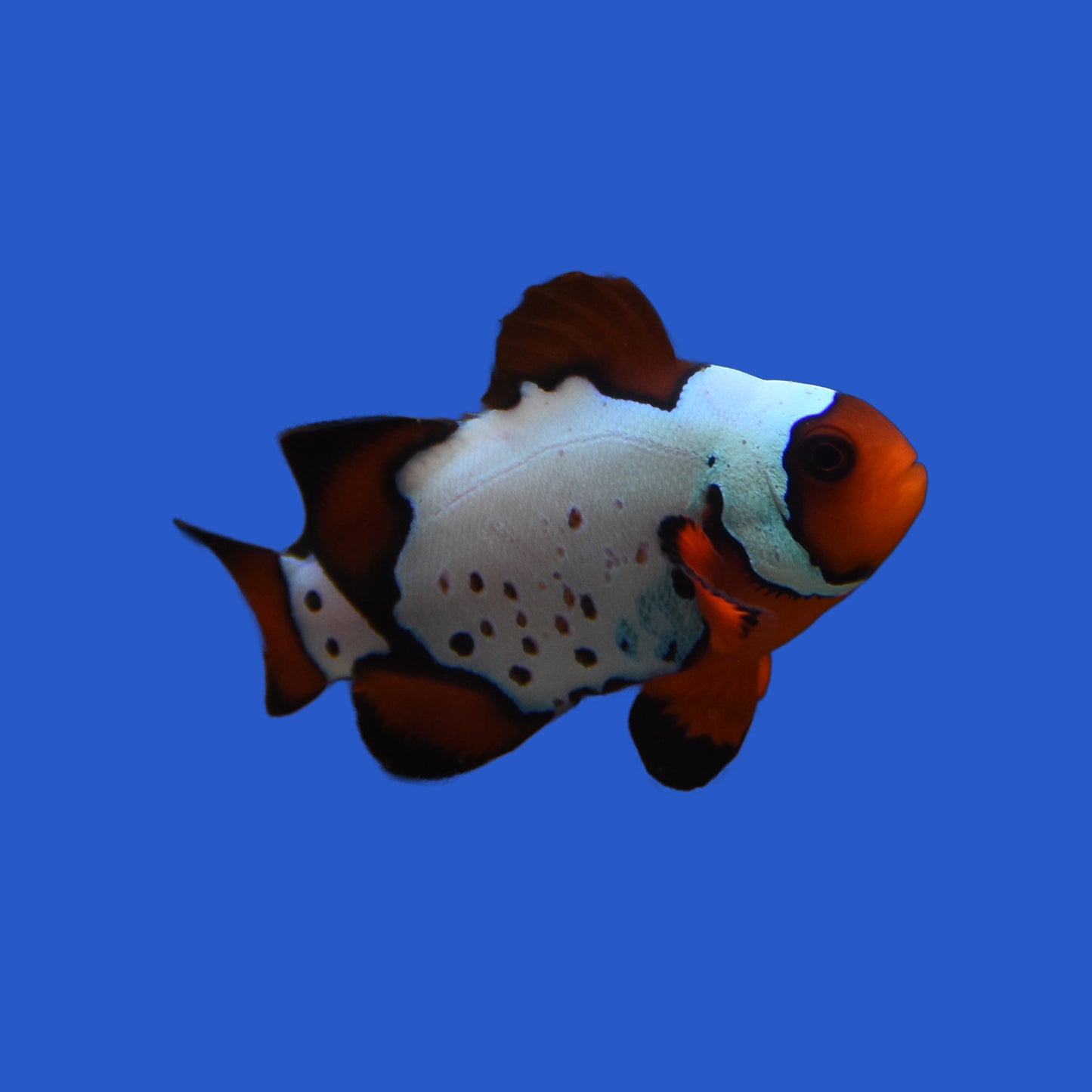 LuxLightning Clownfish Pair WYSIWYG