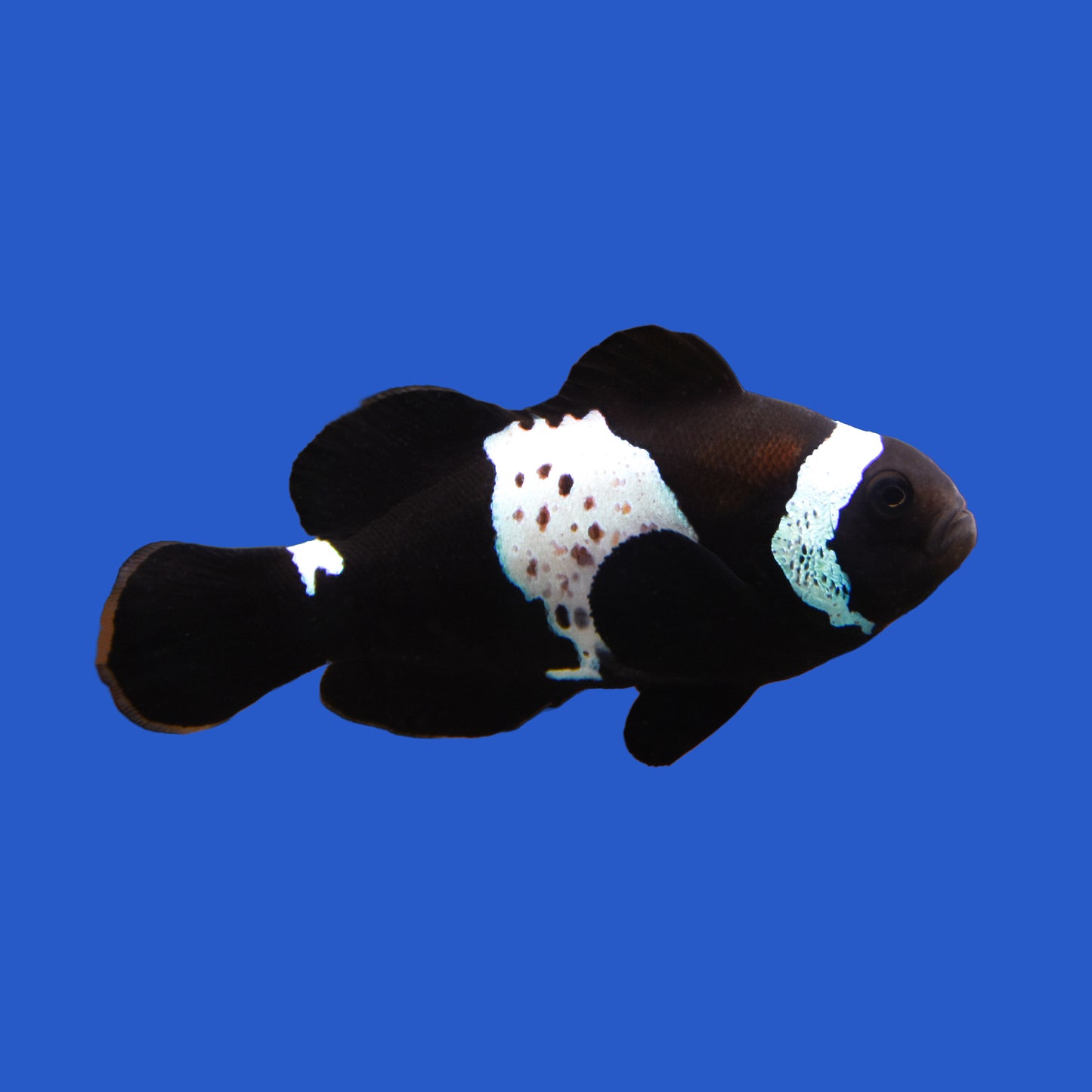 LuxLightning Clownfish Pair WYSIWYG