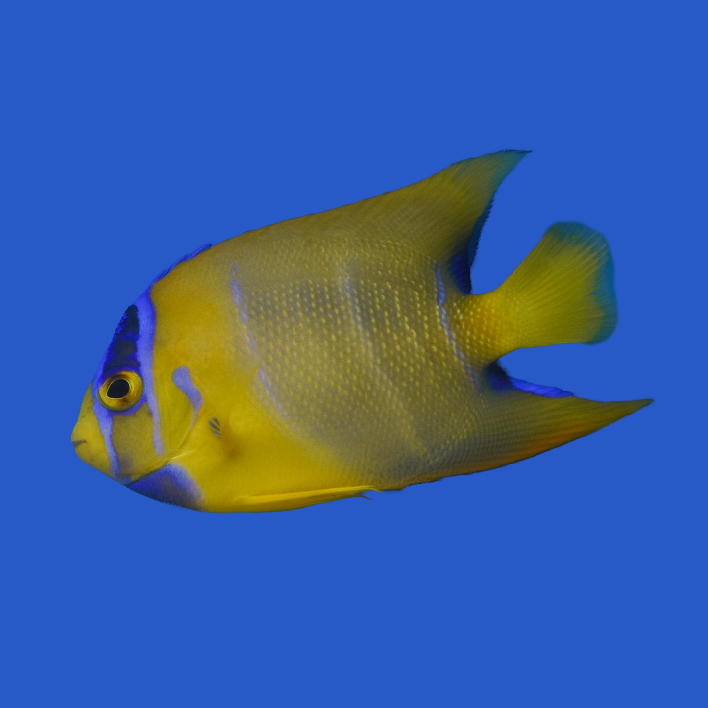 Queen Angelfish WYSIWYG