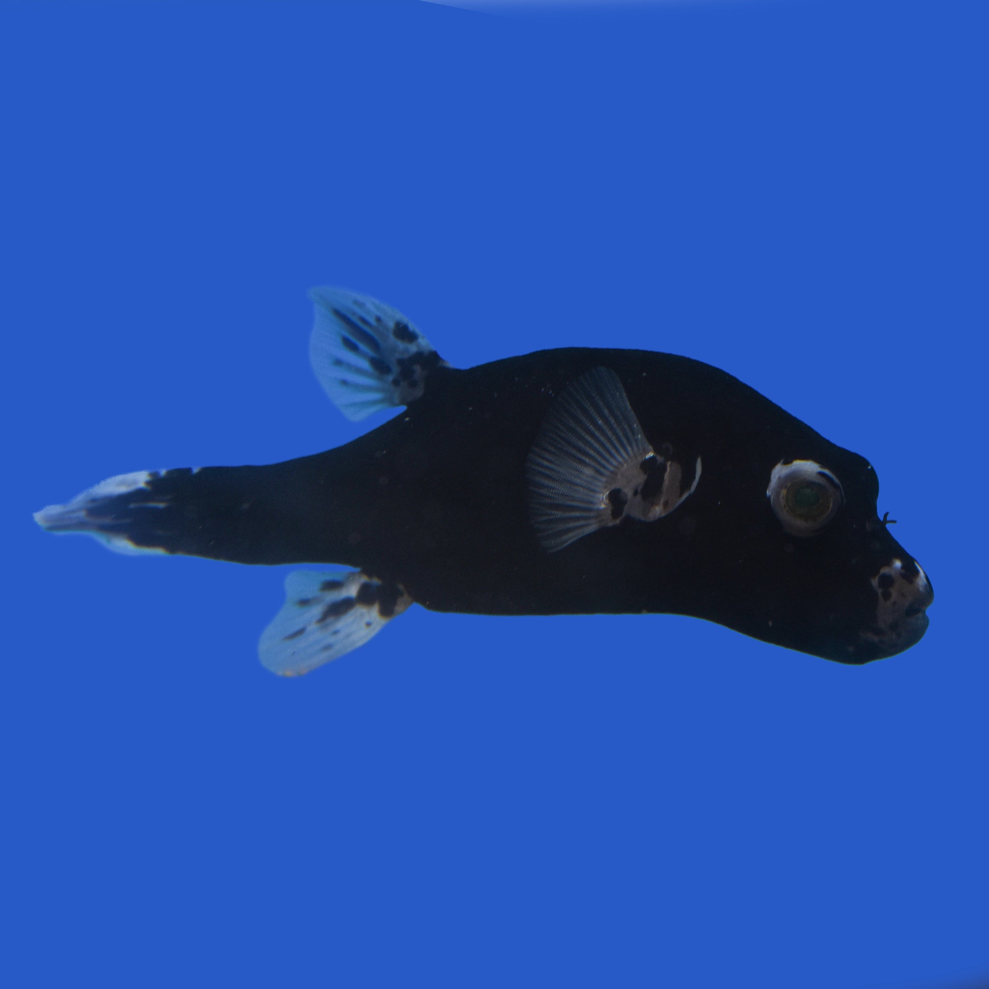 Black Dogface Puffferfish – Aquatic Collection Aquarium
