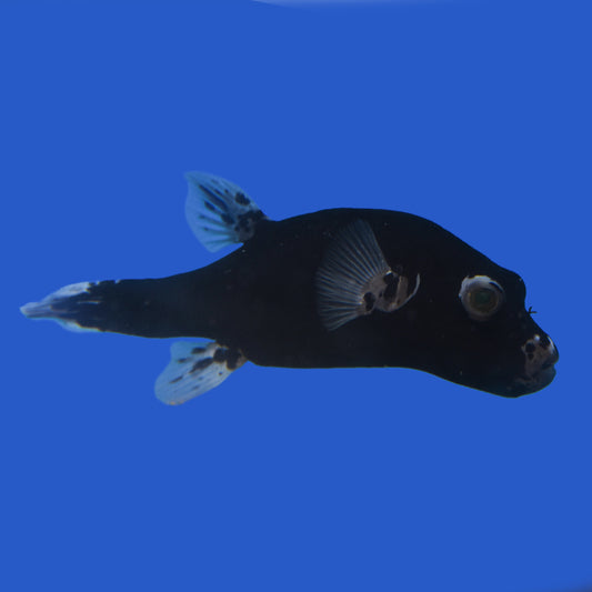 Black Dogface Puffferfish