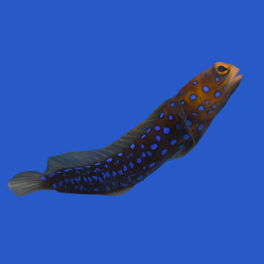 Bluespot Jawfish