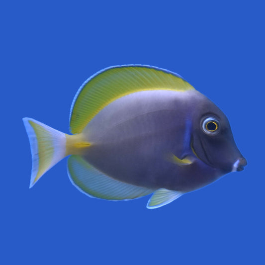 Powder Blue Hybrid Tang WYSIWYG