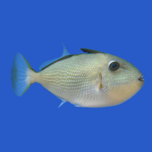 Goldenback Triggerfish WYSIWYG