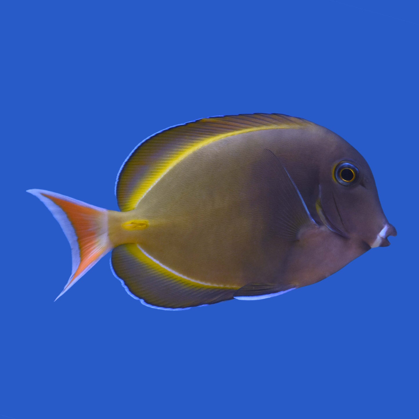 Achilles Hybrid Tang WYSIWYG