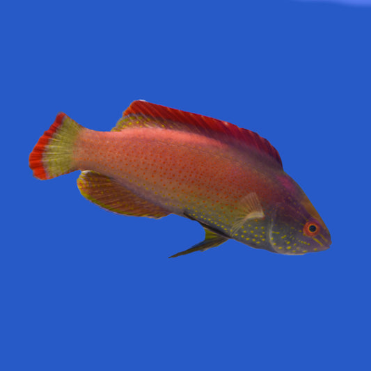 Red Margin fairy Wrasse