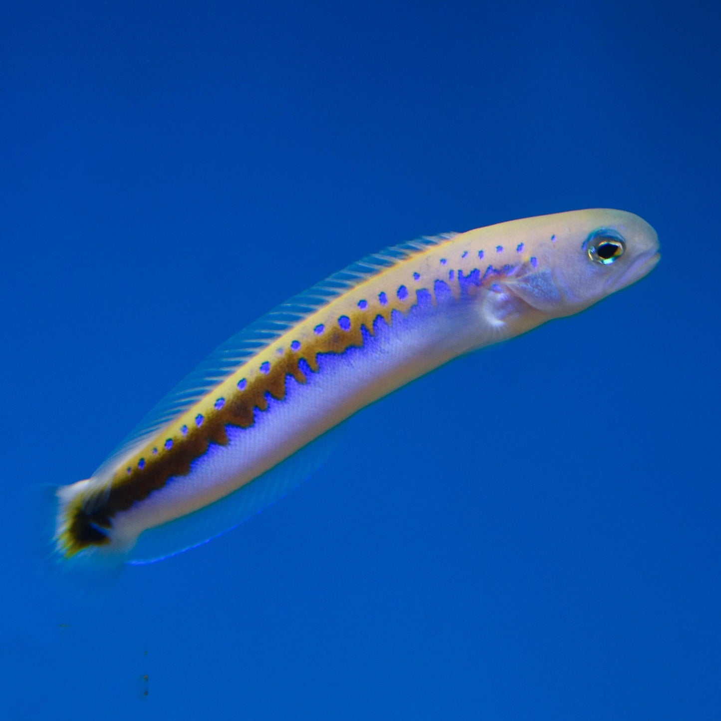 Orieni Tilefish