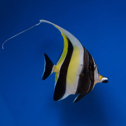 Moorish Idol