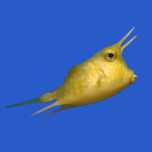 Long Horn Cowfish